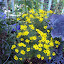Coreopsis verticillata - "Zagreb"