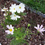 Cosmos bipinnatus - "Seashells"