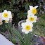 Daffodil (Narcissus) 'Flower Record'