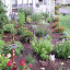 Sne Irish's Frontyard garden
