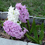 Common Hyacinth