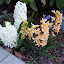 Common Hyacinth 'Aiolos'