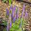 Veronica 'Royal Candles'