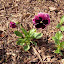 Viola x wittrockiana - Perennial Pansy