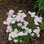 Achillea millefolium - 'Tutti Frutti Wonderful Wampee'