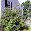 Syringa vulgaris - Heirloom Lilac