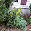 Lysimachia punctata - Loosestrife