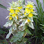 Lysimachia punctata - Loosestrife - "Alexander"