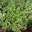 Petroselinum crispum - Flat Italian Parsley