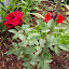Rosa - Hybrid Tea Rose - "Mirandy"