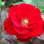 Rosa - Floribunda Rose - "Europeana"