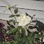 Rosa - Hybrid Tea Rose - "John F. Kennedy"