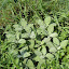 Salvia officinalis - Berggarten Sage
