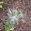 Alpine Sea Holly