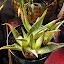 Aloe vera - Medicine Plant