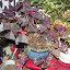 Oxalis - Shamrock Plant - "Charmed Velvet"