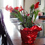Schlumbergera truncata - Thanksgiving Cactus - red