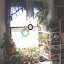 Sne Irish's Indoor garden