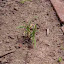 Hemerocallis - Daylily - mystery ID