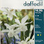Daffodil - Triandus - 'Thalia'