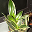 Sansevieria trifasciata Hahnii - Bird's Nest Snake Plant - "Jade Dwarf Marginated"