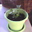 Kalanchoe blossfeldiana