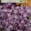 Chionodoxa 'Glory of the Snow'