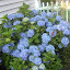Hydrangea macrophylla - Mophead Hydrangea - "Nikko Blue"