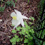 Aquilegia - Columbine - "Harlequin White"