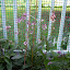 Verbascum - Mullein - "Southern Charm" mix
