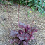 Heuchera - Coral Bells - "Midnight Rose"