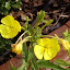 Oenothera lamarckiana - Common Evening Primrose