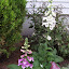 Digitalis purpurea - Foxglove - "Foxy"