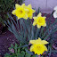 Daffodil (Narcissus)
