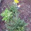 Achillea millefolium - Yarrow - Parker's Gold