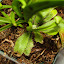 Drosera adalae - Sundew