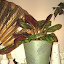 Calathea