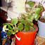 Kalanchoe - Red