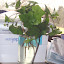 Hedera Helix - English Ivy 