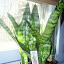 Sansevieria trifasciata - Snake Plant - "Laurentii"