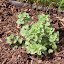 Origanum vulgare hirtum - Greek Oregano