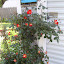 Rosa - Ground Cover Rose - 'Caramba'