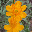 Trollius ledebourii - Globe Flower - 'Golden Queen'