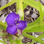 Tradescantia - Spiderwort - 'Sweet Kate' aka 'Blue and Gold'