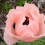 Papaver orientale 'Princess Victoria Louise'