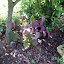 Heuchera - Coral Bells - 'Brownies'