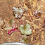 Heuchera - Coral Bells - 'Dark Secret'