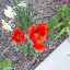 Tulip 'Orange Cassini'