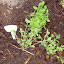 Verbena bonariensis - Vervain