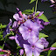 Phlox paniculata - Garden Phlox - 'Nicky'